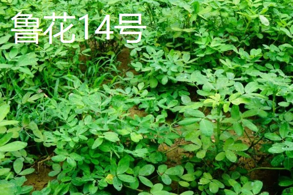 春播花生地膜覆盖栽培方法,一般选择在大寒前后播种