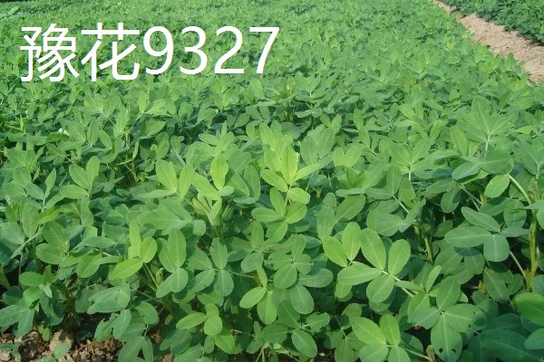 春播花生地膜覆盖栽培方法,一般选择在大寒前后播种