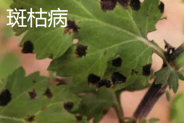 菊花叶片常见病害如何防治，常见的有斑枯病、枯萎病等