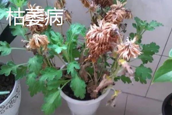 菊花叶片常见病害如何防治，常见的有斑枯病、枯萎病等