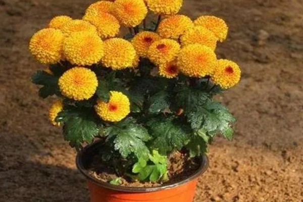 菊花叶片常见病害如何防治，常见的有斑枯病、枯萎病等