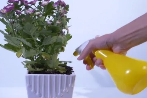 菊花叶片常见病害如何防治，常见的有斑枯病、枯萎病等