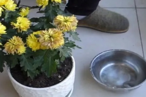 菊花叶片常见病害如何防治，常见的有斑枯病、枯萎病等