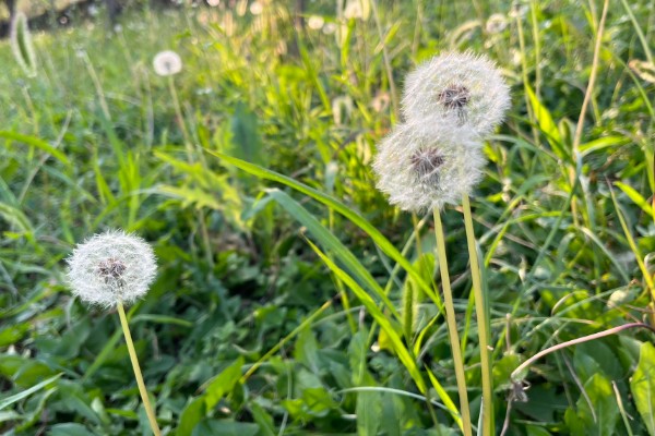秋天的蒲公英是什么样子,花朵是鲜黄色的