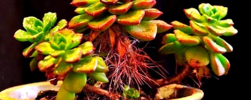 夏季养殖多肉蒂亚的方法，生长期追施氮磷钾混合肥