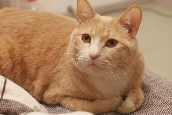 橘猫的性格,具有不挑食、偶尔调皮等特点