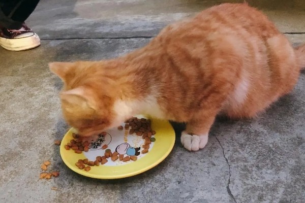 橘猫的性格,具有不挑食、偶尔调皮等特点