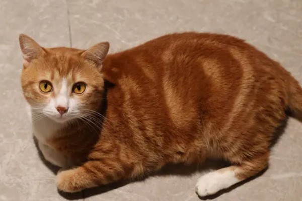 橘猫的性格,具有不挑食、偶尔调皮等特点