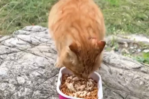 橘猫的性格,具有不挑食、偶尔调皮等特点