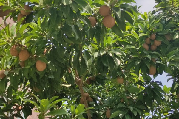 人心果树可以长多高,可以长到大约15-20米左右