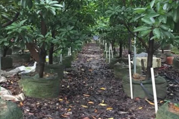 人心果树可以长多高,可以长到大约15-20米左右