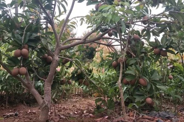 人心果树可以长多高,可以长到大约15-20米左右