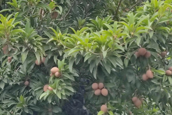 人心果树可以长多高,可以长到大约15-20米左右