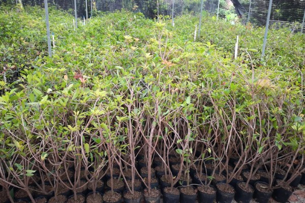 人心果树可以长多高,可以长到大约15-20米左右