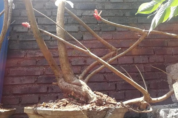 映山红下山桩多久可以出芽，20-30天出芽