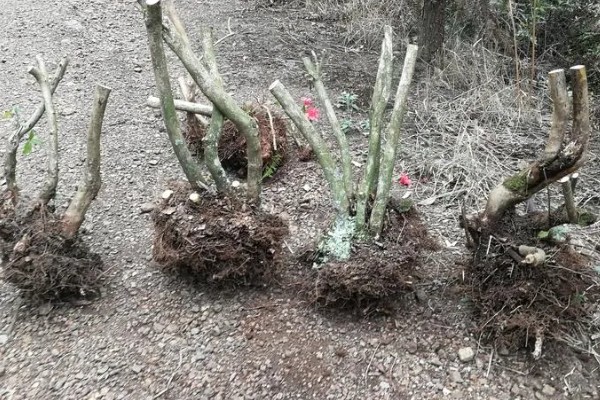 映山红下山桩多久可以出芽，20-30天出芽