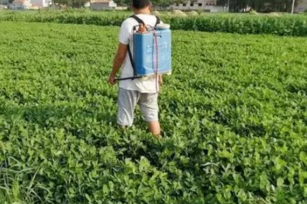 春播花生地膜覆盖栽培方法,一般选择在大寒前后播种