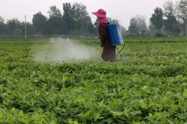 春播花生地膜覆盖栽培方法,一般选择在大寒前后播种