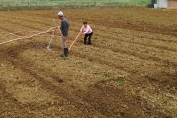 春播花生地膜覆盖栽培方法,一般选择在大寒前后播种