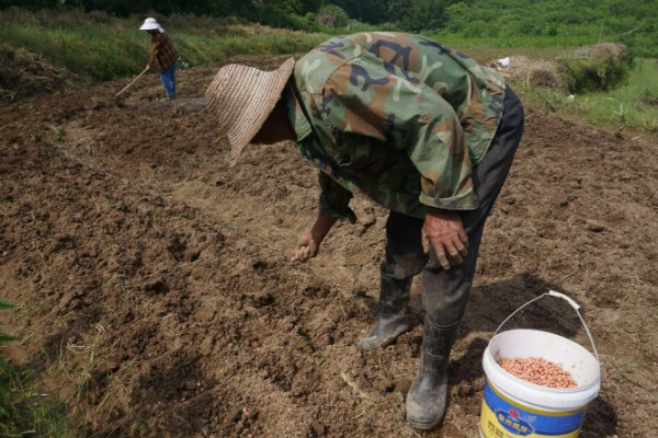 春播花生地膜覆盖栽培方法,一般选择在大寒前后播种