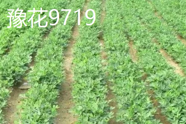 春播花生地膜覆盖栽培方法,一般选择在大寒前后播种