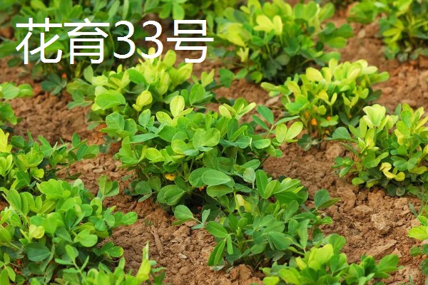 春播花生地膜覆盖栽培方法,一般选择在大寒前后播种