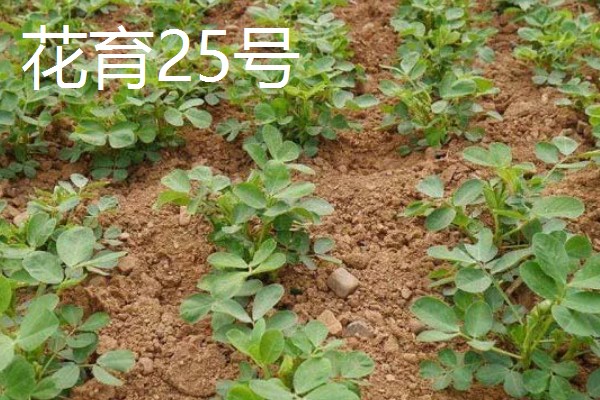 春播花生地膜覆盖栽培方法,一般选择在大寒前后播种