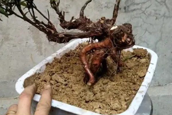 映山红下山桩多久可以出芽，20-30天出芽