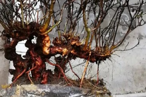 映山红下山桩多久可以出芽，20-30天出芽