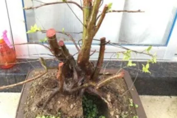 映山红下山桩多久可以出芽，20-30天出芽