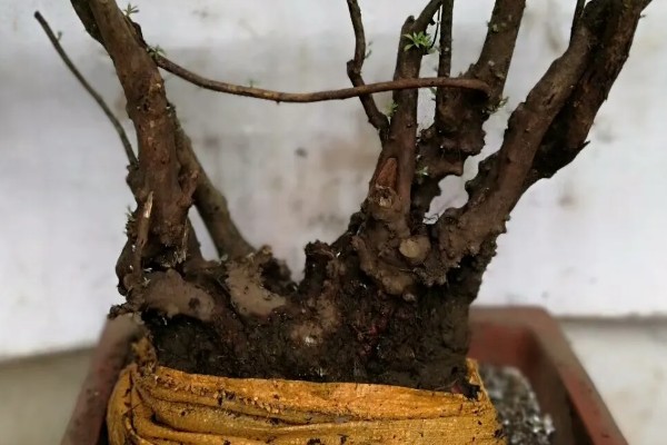 映山红下山桩多久可以出芽，20-30天出芽