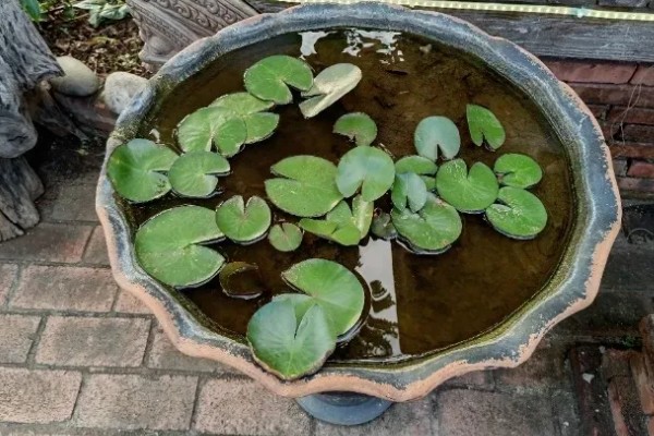 如何盆栽睡莲，株距控制在5厘米以上