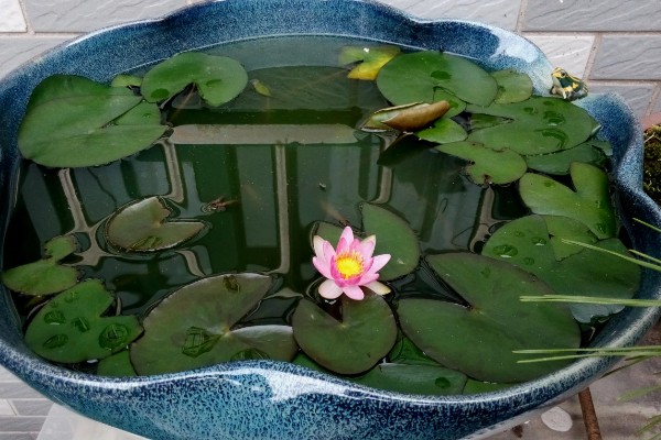 如何盆栽睡莲，株距控制在5厘米以上