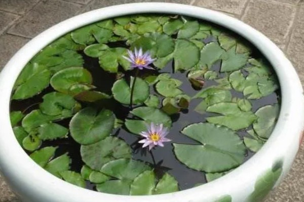 如何盆栽睡莲，株距控制在5厘米以上