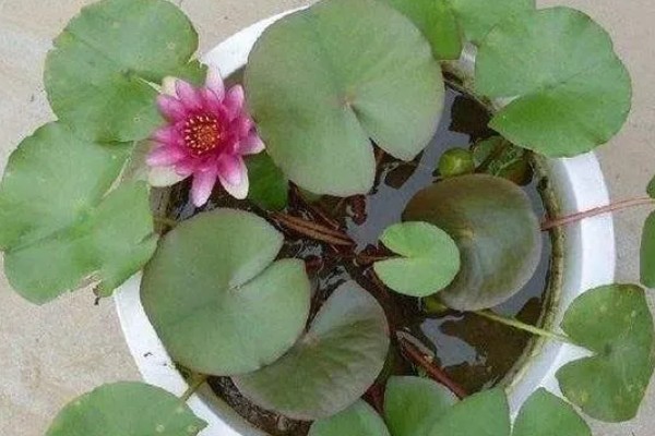 如何盆栽睡莲，株距控制在5厘米以上