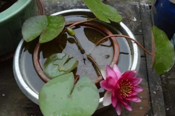 如何盆栽睡莲，株距控制在5厘米以上