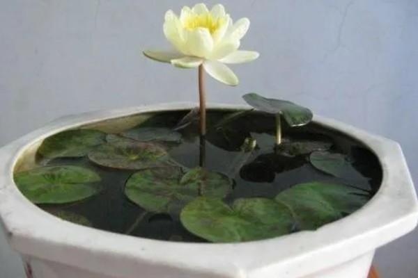 如何盆栽睡莲，株距控制在5厘米以上