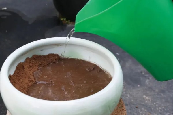 如何盆栽睡莲，株距控制在5厘米以上