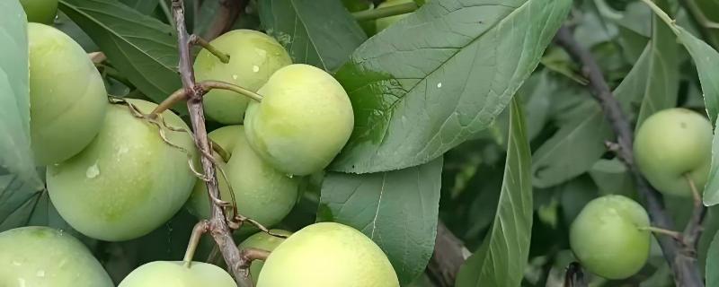 李子有什么早熟的优良品种，莫尔特李、蜂糖李、盖县李等品种的品质较好