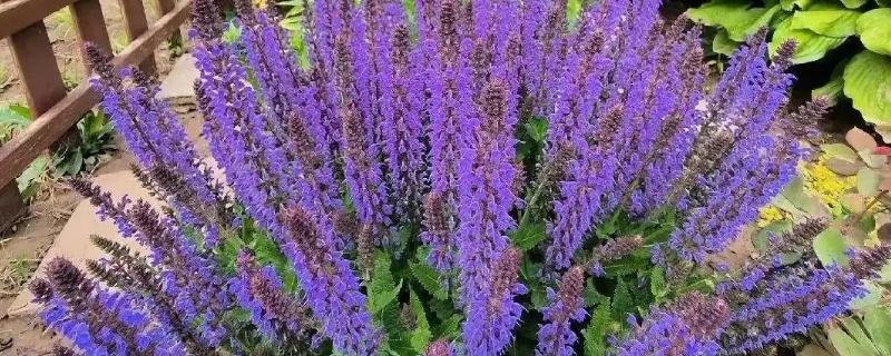 鼠尾草的花语，寓意热爱家庭、理性智慧等