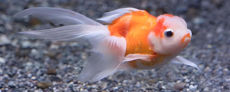 金鱼的习性，食性杂喜欢群居、适应性强