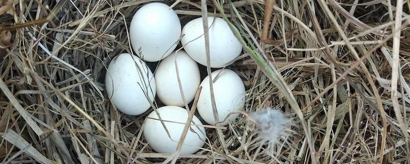 野鸡孵化温度，第1-7天保持在38.8-39.2℃