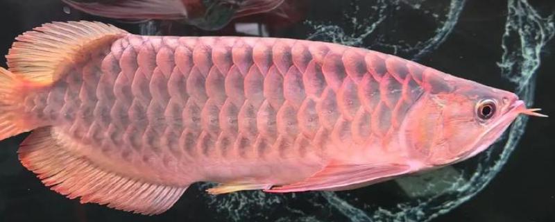 龙鱼吃什么长得壮，可以喂青蛙、小鱼等