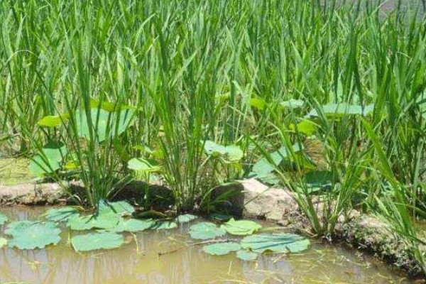 茭白的生长过程介绍，分为萌芽期、分蘖期等