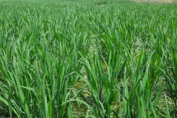 茭白的生长过程介绍，分为萌芽期、分蘖期等