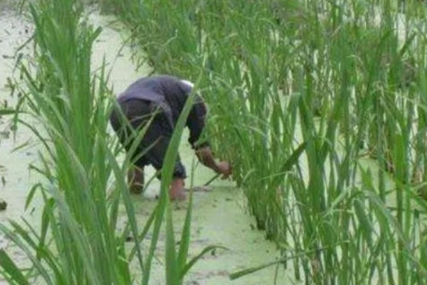茭白的生长过程介绍，分为萌芽期、分蘖期等