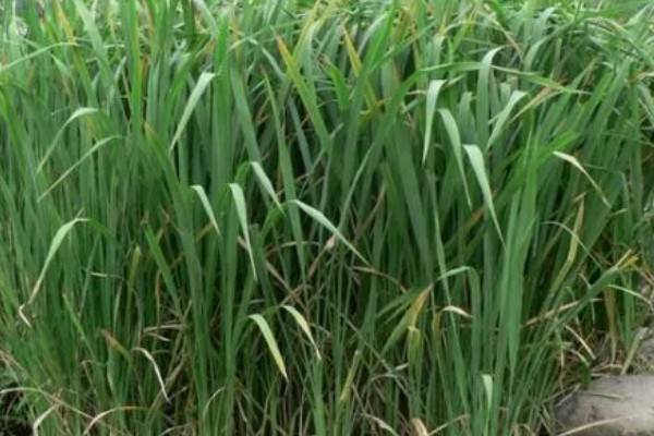 茭白的生长过程介绍，分为萌芽期、分蘖期等