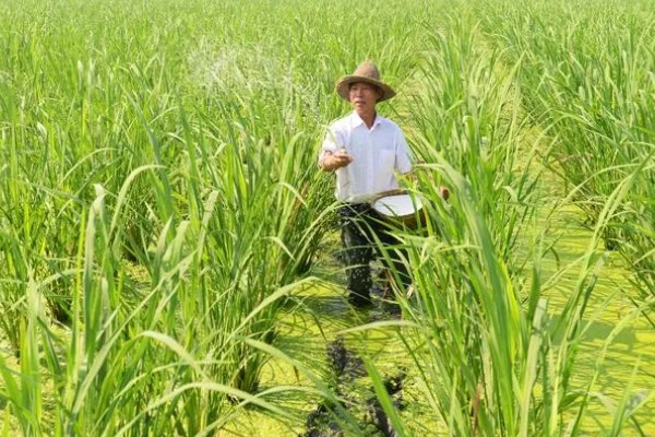 茭白的生长过程介绍，分为萌芽期、分蘖期等