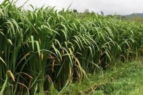 茭白的生长过程介绍，分为萌芽期、分蘖期等