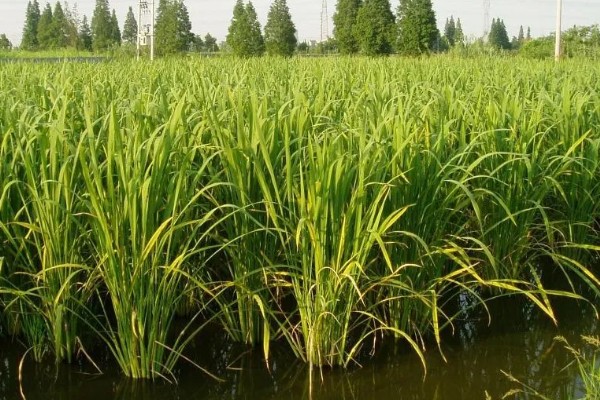茭白的生长过程介绍，分为萌芽期、分蘖期等